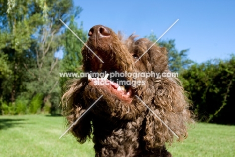 brown standard poodle looking up