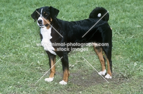 appenzeller on grass