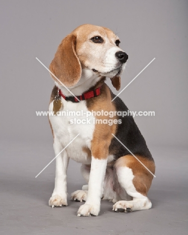 Beagle on grey background