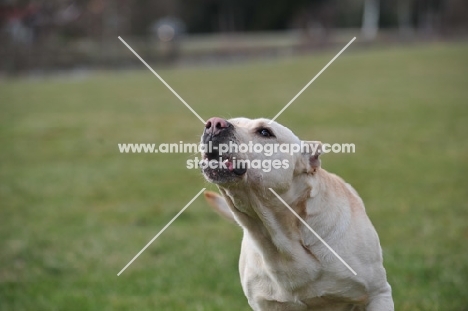 Cimarron Uruquayo dog barking and howling