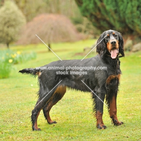 Gordon Setter dog on grass with tongue out