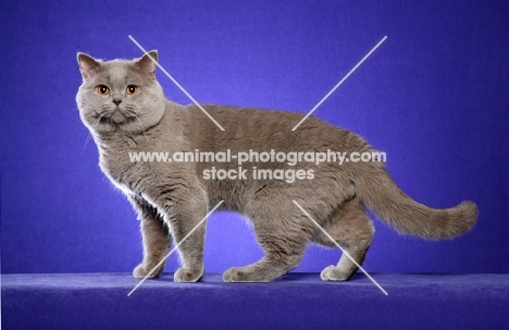 lilac British Shorthair standing on purple background