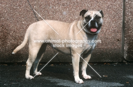 Perro de Presa Mallorquin, aka Ca de Bou, Mallorca Mastiff, Mallorquin Mastiff, Mallorquin Bulldog, Perro Dogo Mallorquin, Majorca Mastiff, Majorcan Bulldog