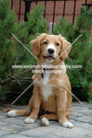 Nova Scotia Duck Tolling Retriever