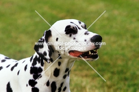 ch olbiro organdiecollar, dalmatian portrait