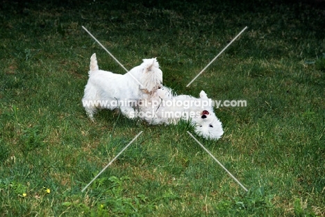 two west highland white terriers playing