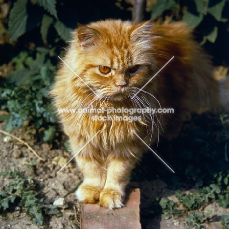 red tabby long hair cat