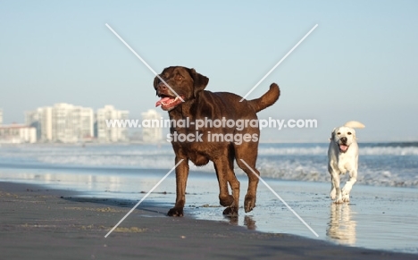 chocolate and cream Labrador Retriever on beach