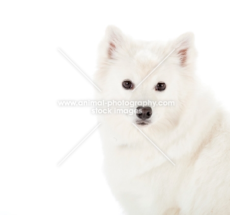 American eskimo dog on white background, portrait