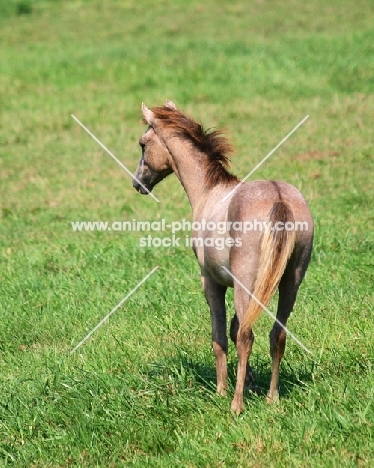 young Holstein horse in green field