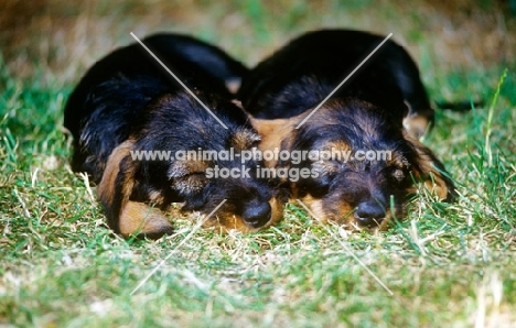 wirehaired dachshund puppies sleeping in the sun 
