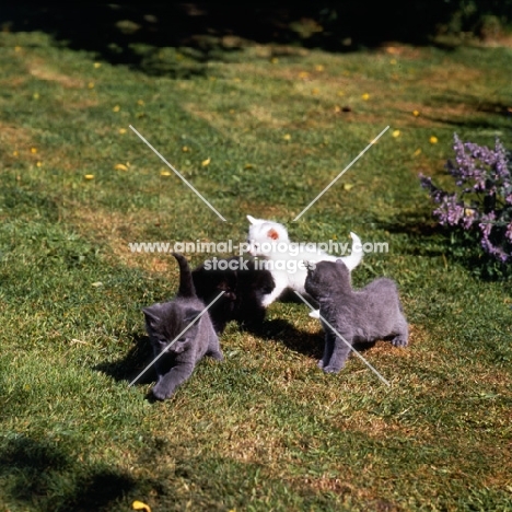 four kittens, blue, black, white on a lawn