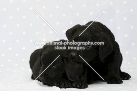 cute Black Labrador Puppies lying on a blue and white spotted background
