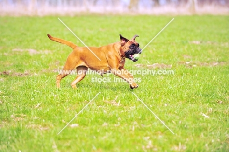 deutscher Boxer playing with ball