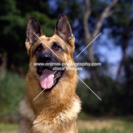 champion german shepherd front view low agle