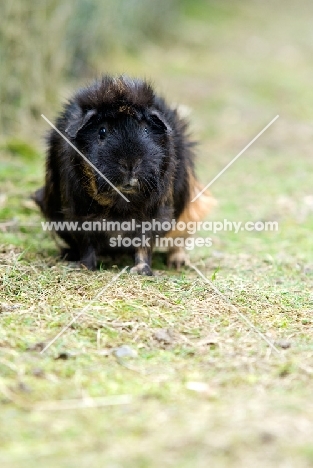 Guinea Pig