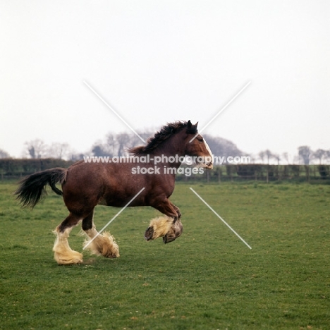 happy Clydesdale galloping in a field 