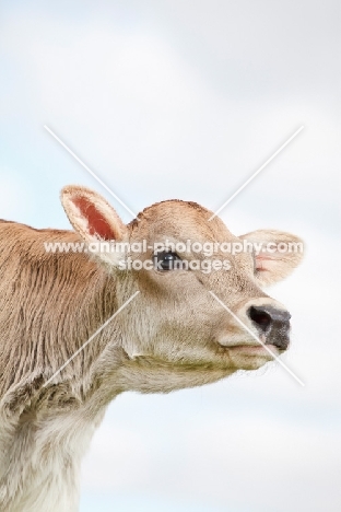 Swiss brown calf portrait