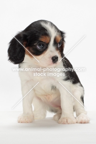 cute Cavalier King Charles Spaniel puppy