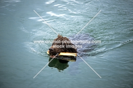 sh ch kellybrook joxer daly,  irish water spaniel retrieving