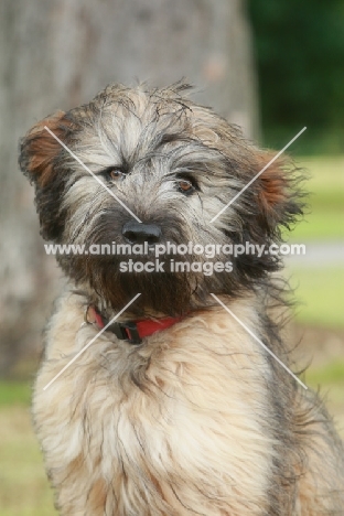 Gos d'Atura puppy (aka Catalan Sheepdog)