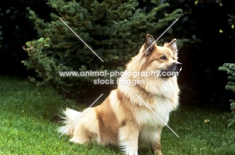 Iceland dog sitting on grass