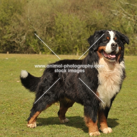 Bernese Mountain Dog