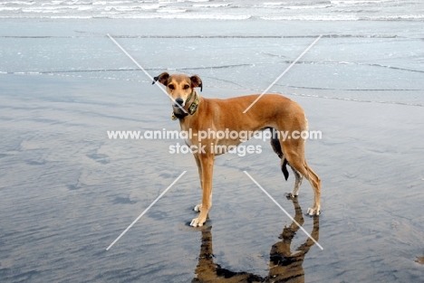 Lurcher on beach, all photographer's profit from this image go to greyhound charities and rescue organisations