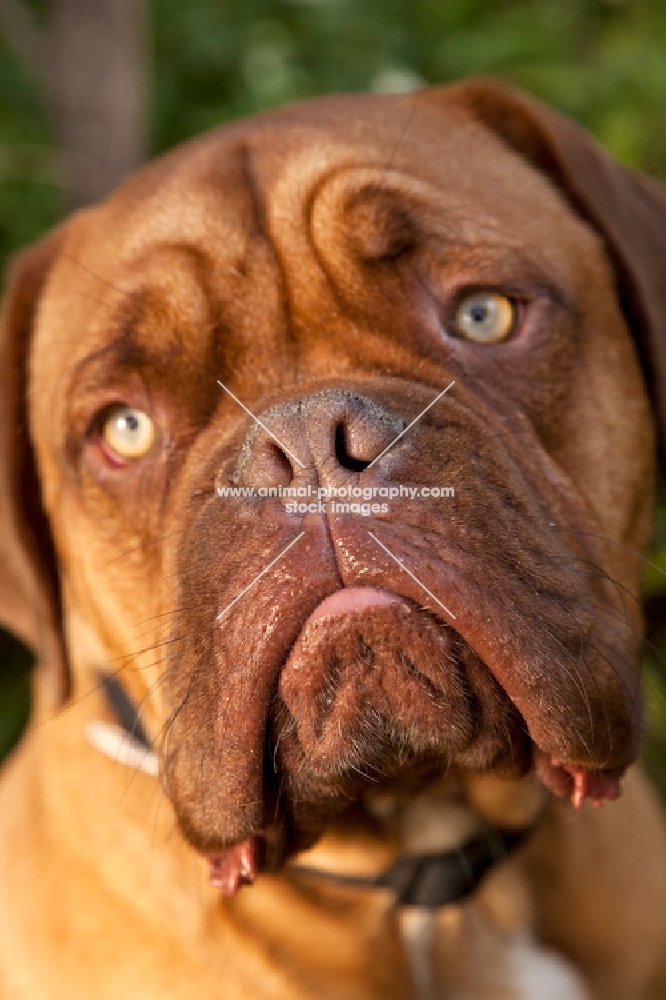 dogue de bordeaux portrait