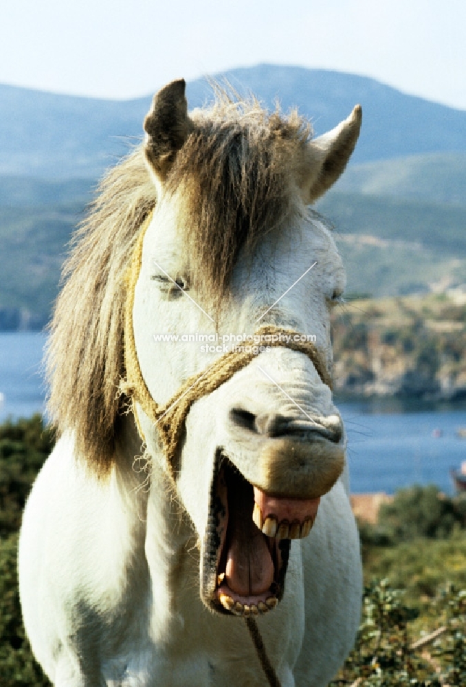 skyros pony yawning