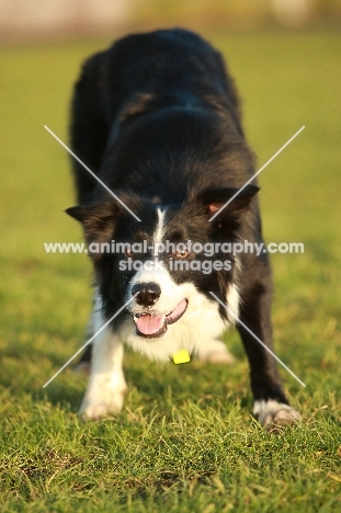 Border Collie ready to play