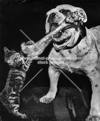 Bulldog holding up a bone which a kitten is trying to grab