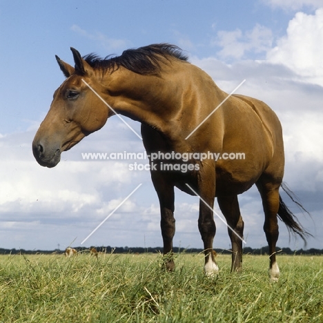 holstein old type mare, low angle view 