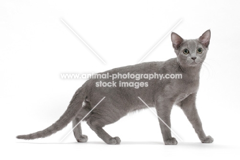 Russian Blue, female cat, side view