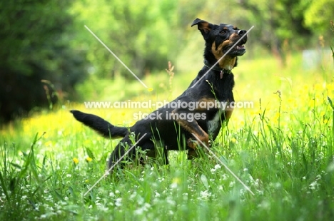 happy dobermann cross running in a field 