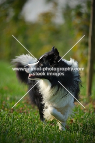 black and white border walking in the grass and looking aside