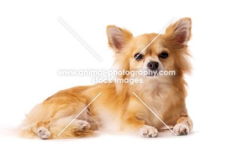 Long Haired Chihuahua isolated on a white background