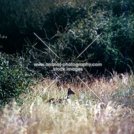 dik-dik hiding in long grass, samburu np