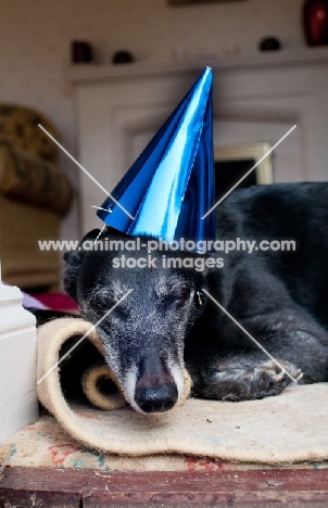Lurcher with party hat