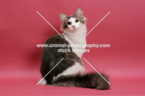 Norwegian Forest  Cat looking back, blue classic tabby & white colour