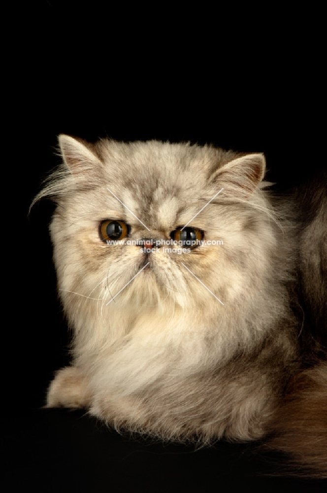 pewter persian cat