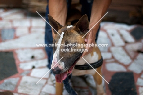tri colour bull terrier standing while owner holds his neck