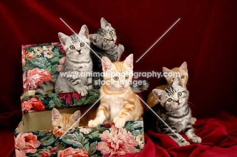 six kittens in a box