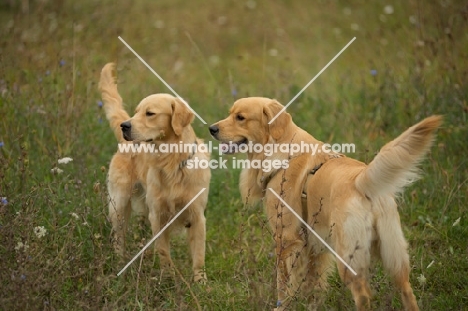 happy golden retrievers standing in a field