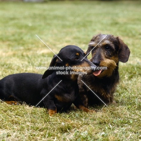 smooth and wire haired dachshund sitting on grass
