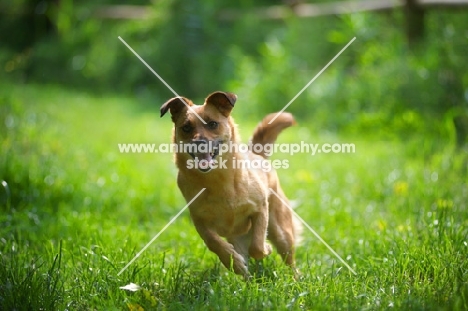 small mongrel dog running in the grass