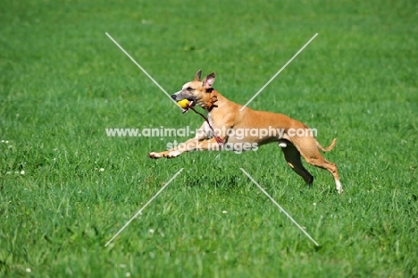 Whippet running in field
