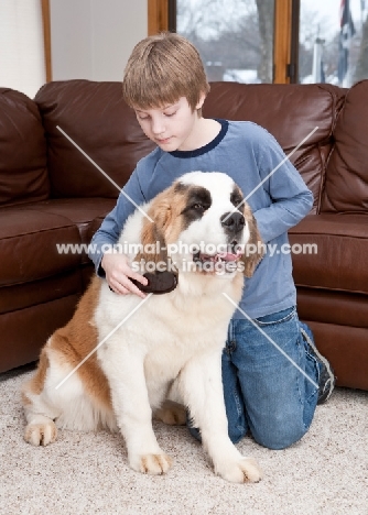 boy grooming a young Saint Bernard dog