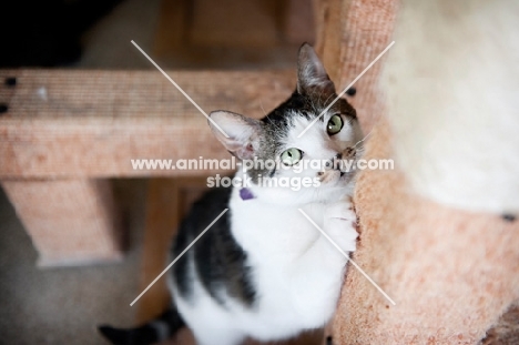 gray and white cat climbing on post