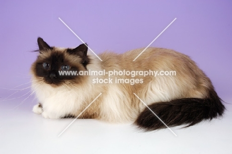 seal pointed Birman cat on pastel background